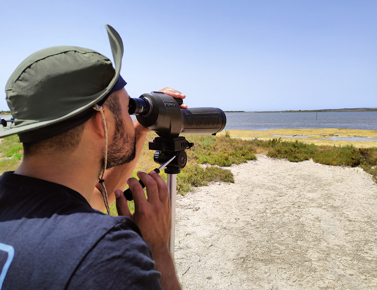 Birdwatching in Cabras Wetlands
