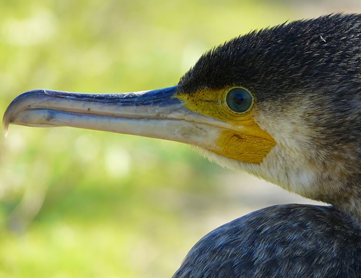 Cormorant in Cabras