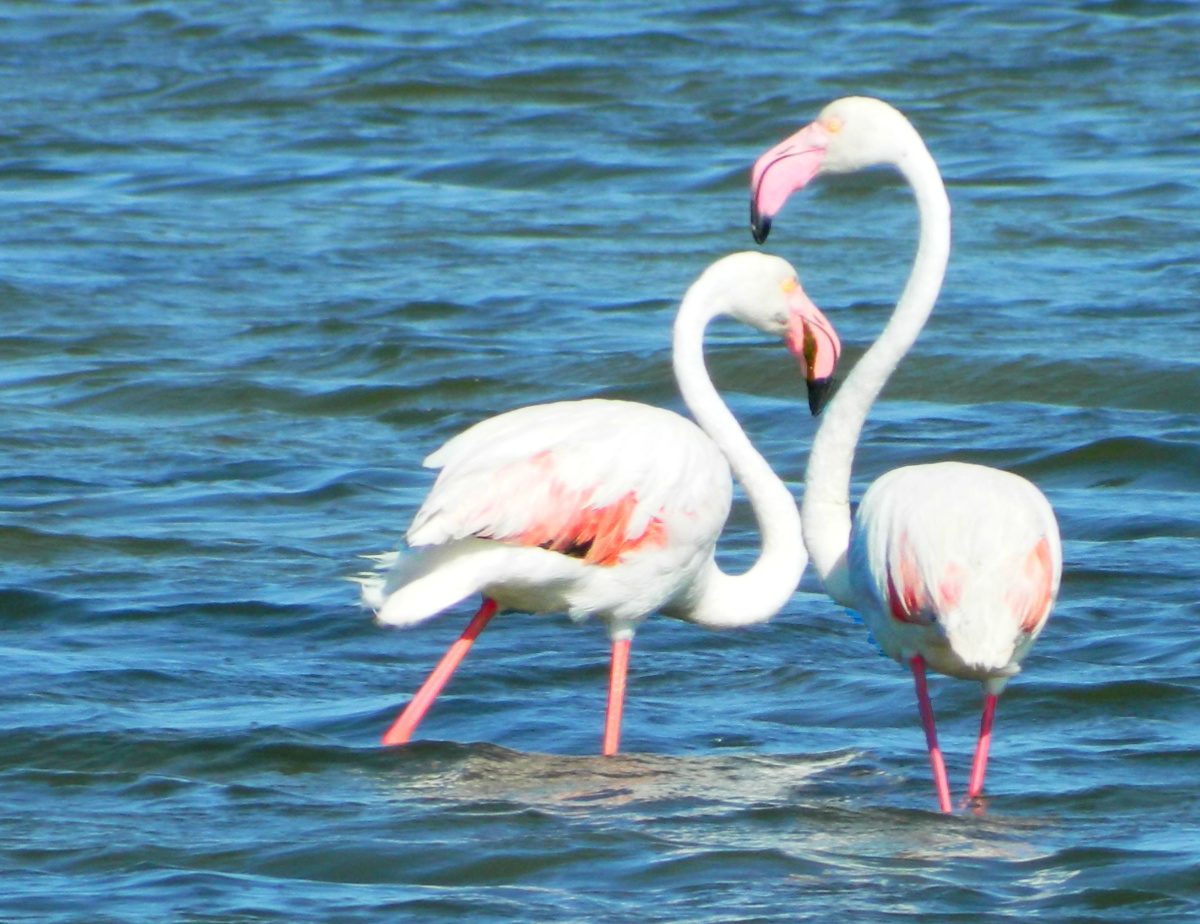Flamingo in Cabras lagoon