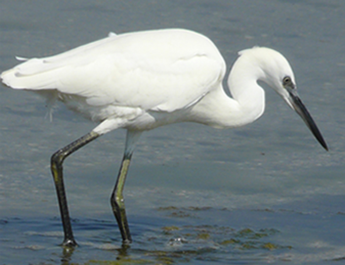 Little egret in Cabras