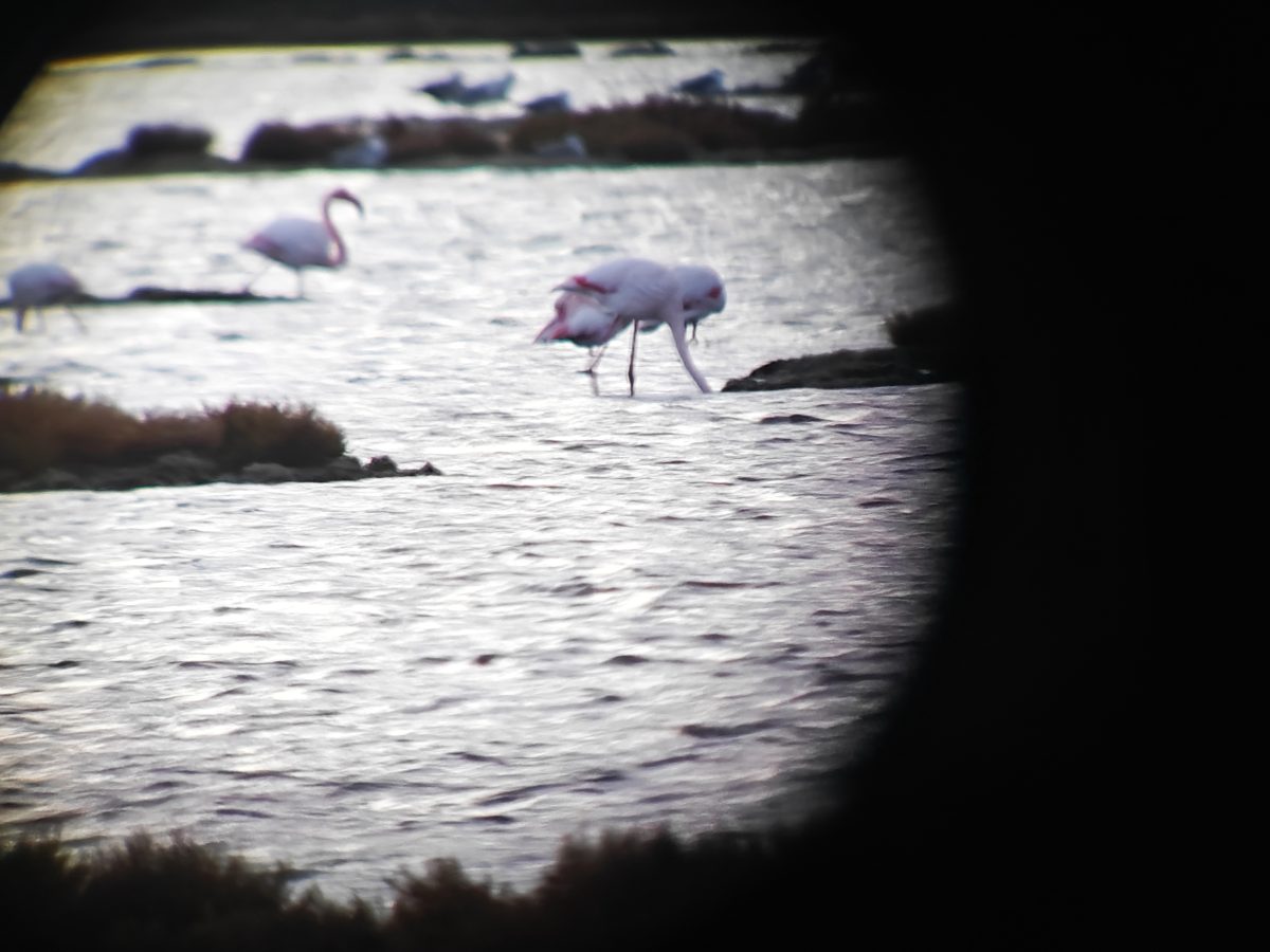 Osservazione dei fenicotteri con cannocchiale