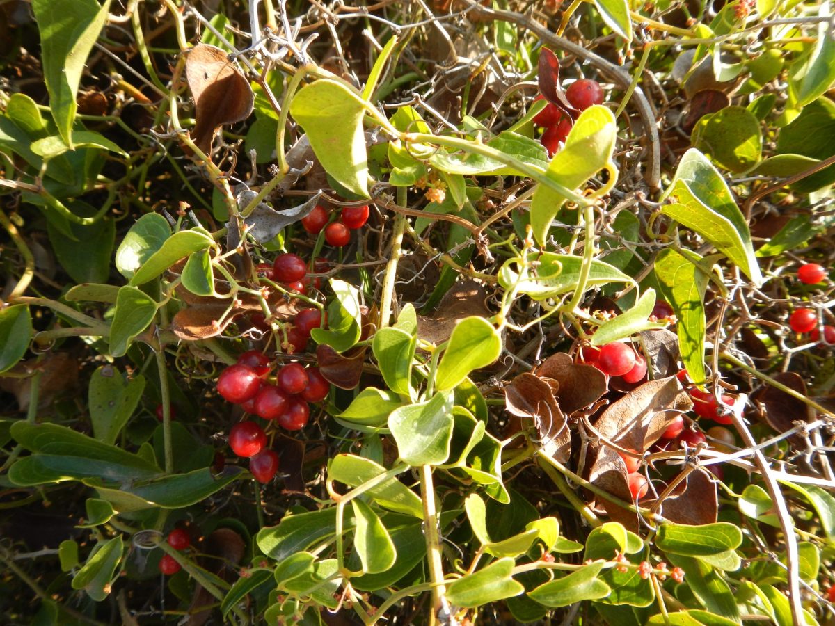 Macchia-mediterranea