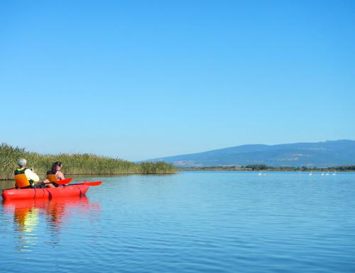 Kayak and flamingos